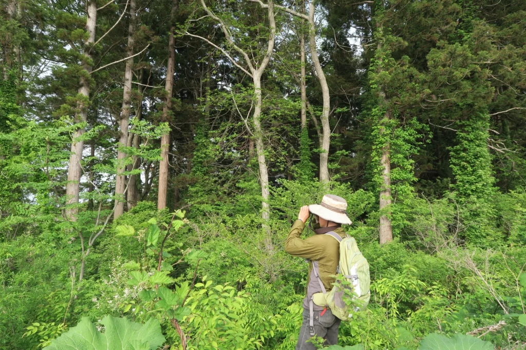 Surveys at Misawa Air Base, Misawa AB, Japan